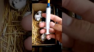 Искусственное выкармлевания кролят.Чем кормить?Каким молоком?