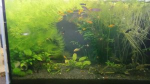 Мои аквариумы / СО2 / креветочники / обзор аквариумов / растения на балконе