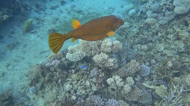 RedSea