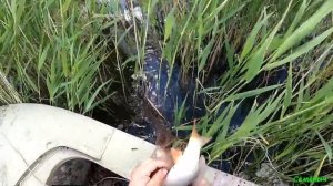 Рыбалка на ПАУК ПОДЪЁМНИК, сазан ну просто одолел. Рыба на каждом подъёме. Рыбалка 2021.