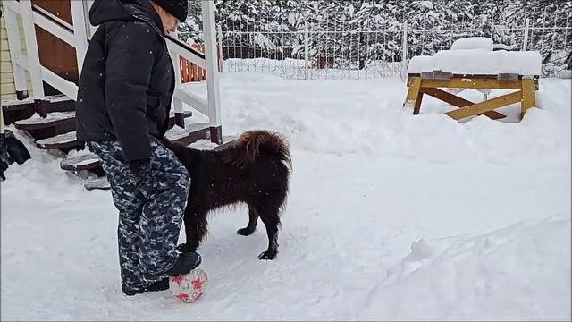 Игра в фудбол с собакой