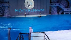 Водное шоу в Московском океанариуме