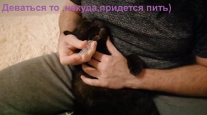 Как дать коту лекарство How to give your cat medicine