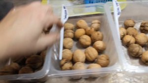 Как вырастить Орех из ореха - от А до Я.?Подготовка к стратификации.Грецкий орех Идеал, Чёрный орех