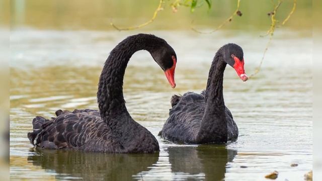 Автор теории черного лебедя спрогнозировал последствия COVID19 смотреть онлайн