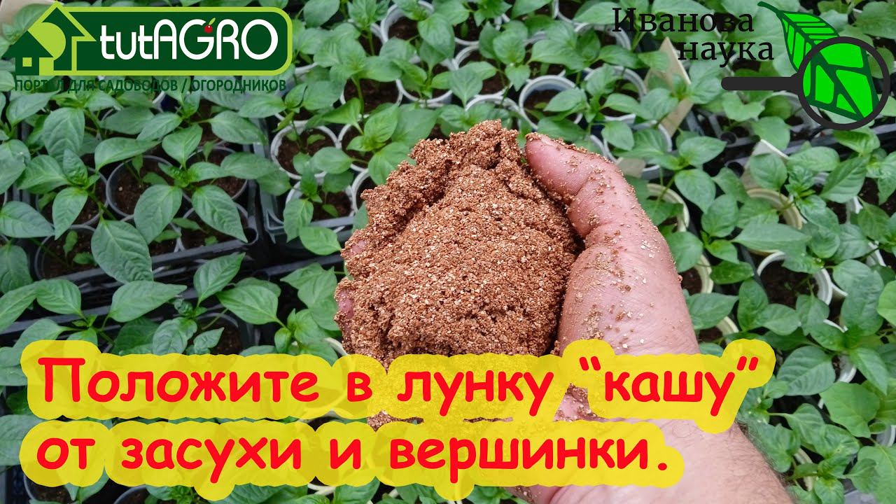 ПРИ ВЫСАДКЕ РАССАДЫ ПОЛОЖИТЕ В ЛУНКУ... КАШУ, но непростую! Защита от засухи и вершинной гнили!