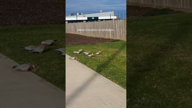 Австралия. Кто-то улетает на юг, а эти возвращаются к зиме. смотреть онлайн