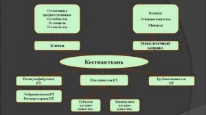 Хрящевые и костные ткани. Гистологические препараты