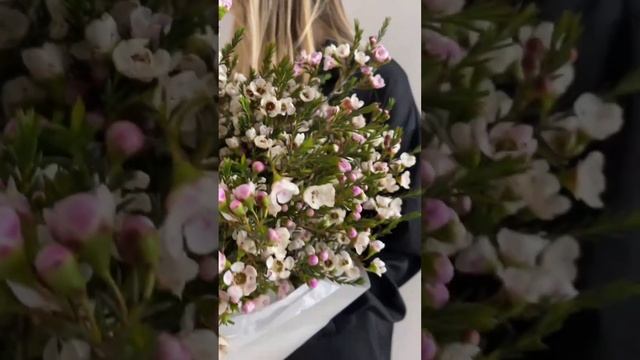 Авторский монобукет из хамелациума - Обзор смотреть онлайн