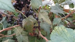Лучшие сорта смородины для Беларуси. Юбилейная Копаня