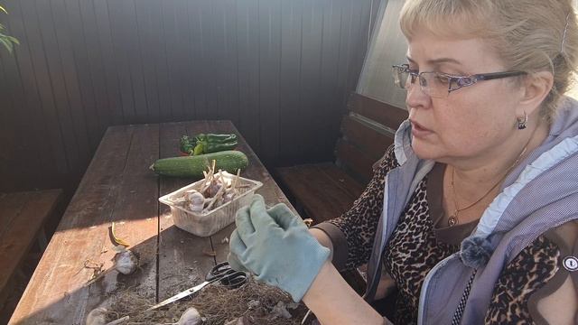 УБОРКА на огороде продолжается,
