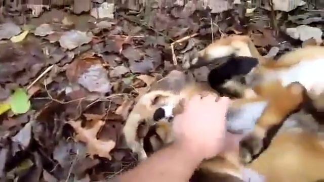 Ласковая Лисичка смотреть онлайн