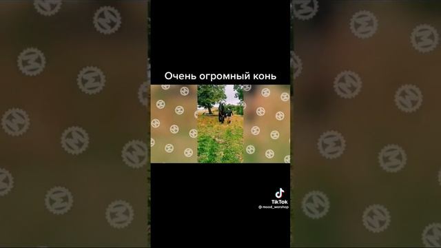 Подписывайтесь, это не было, я не останавливала видео и быстро-быстро поставила.