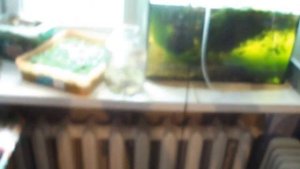 Как выбрать аквариум?