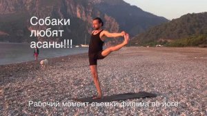 Собаки любят асаны!!!