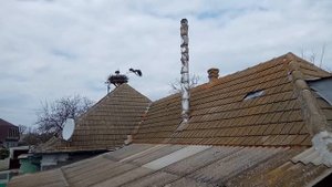 Аист занимается строительством гнезда