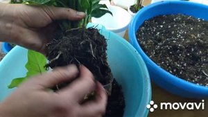 Голландские комнатные цветы. Пересадка .Неприятные сюрпризы ожидали в грунте и на листьях.