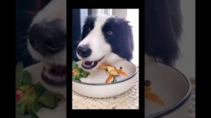 ASMR ANIMALS dog eating many meats 🥩 #1 /АСМР ЖИВОТНЫЕ собака ест много мяса 🥩 #1