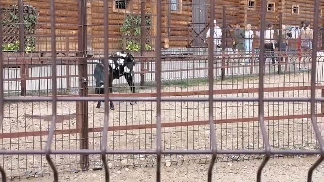 Vlog путешествия в зоопарке Ижевск смотреть онлайн