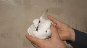 ПОЧТОВЫЕ ГОЛУБИ ОДНИ ИЗ ПЕРВЫХ.