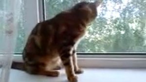 Бенгальская кошка разговаривает