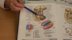 Конечный мозг. ? #Анатомия.