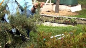 Формирование кроны сосны (ч.10).