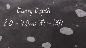 ***SALMO RATTLIN HORNET 5.5***