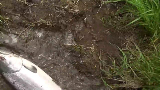 Рыбалка на чавычу июль 2017 ч 3 смотреть онлайн