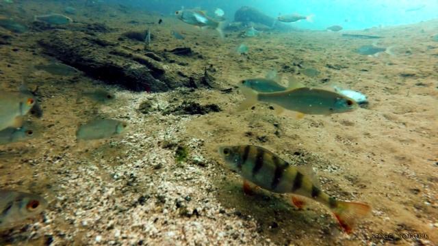 ПОД ЭТОЙ ЛУНКОЙ КУЧА РЫБЫ!!! Поклевки плотвы на мормышку! Зимняя рыбалка 2018 смотреть онлайн