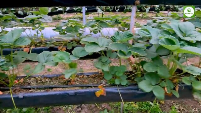 Закрыл сезон на малообьемке. Мальга, Кабрилло, Альбион, Крапо-10. Все что нужно знать о малообьемке.