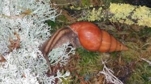 Лимиколярия Оранж или лимочки в свежем домике?