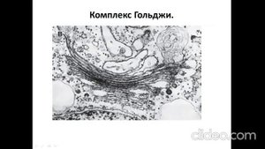 Лекция: "Структурно-функциональная организация клетки. Клеточная оболочка."
