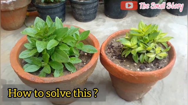 Why the Petunia Plant Leaves Turning Yellow? - Petunia Plant Care tips - The Small Story.