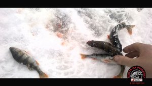 Мото-собака своими руками.