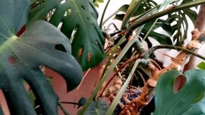 Монстера - польза и вред, влияние на человека #монстера #цветок #польза #вред