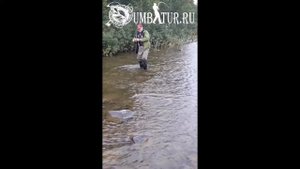 Семга на протоках Умбы