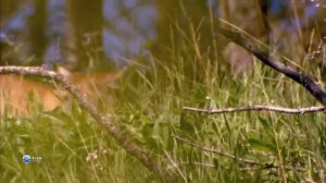 Дикие лошади и Канадские Скалистые горы