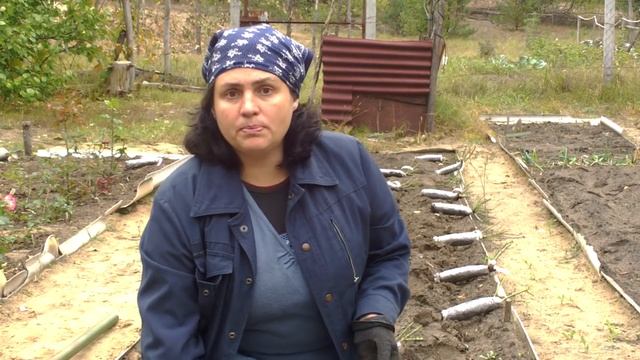 Посадка роз осенью .Правильно посадить розу -залог хорошего цветения Уход за розами.Сезон 2018г смотреть онлайн