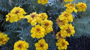 Дон Жуан - Телефонный роман