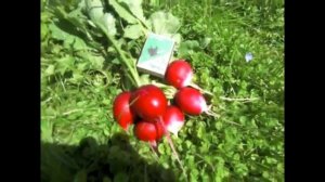 Редис на даче сбор урожая / radish harvest