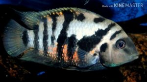 ЦИХЛАЗОМА ЧЕРНОПОЛОСАЯ(ОБЗОР)