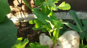 Формировка инжира на севере Московской области / Инжир Браун Туркей