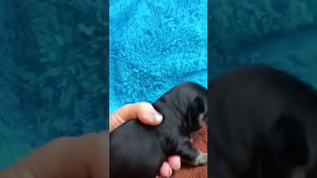 Мирабо Дельфин чёрно подпалый длинношерстный мальчик чихуахуа 16 дней, питомник Кастропуло Крым смотреть онлайн