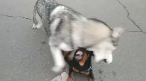 Ягдтерьер против хаски. Ягдтерьер Арчи или хаски Грей кто кого?