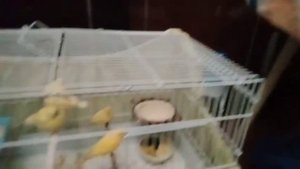 Витамины для канареек. Канарейки.