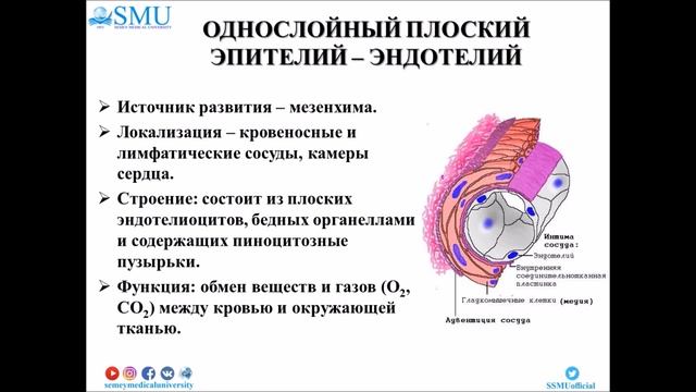Лекция Эпителиальные ткани  Однослойные эпителии