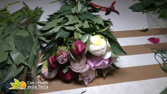 Le peonie, magnifiche e facili da coltivare смотреть онлайн