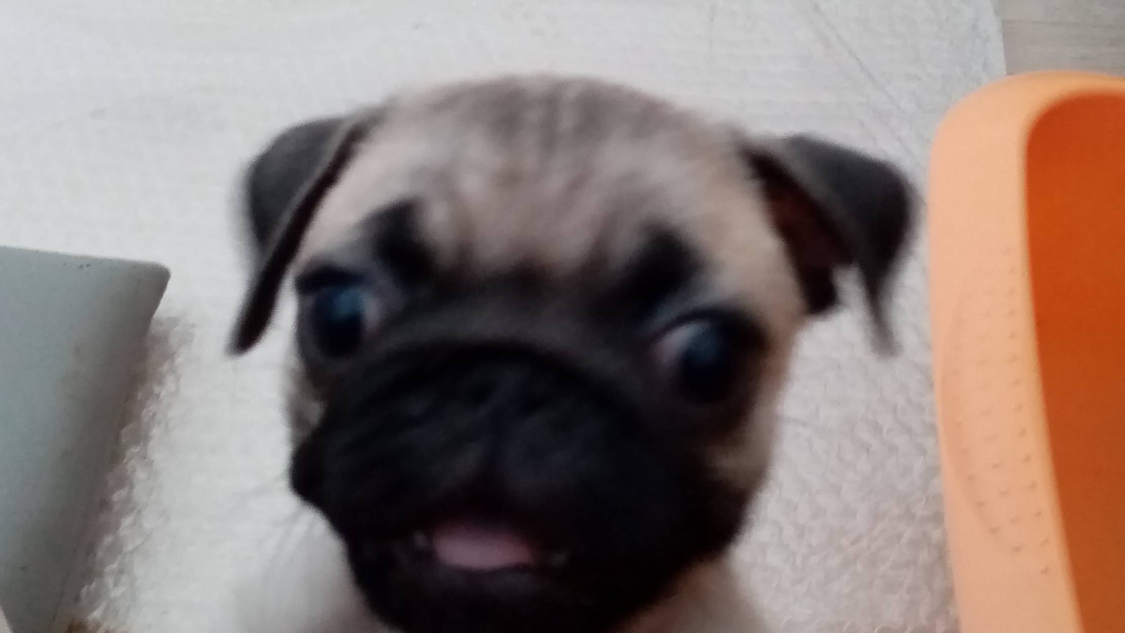 Гуляем.....#:Мопсы