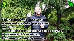 РЖАВАЯ ВОДА? Да! Да! Дааа! Использование воды для полива из ржавой бочки. Используйте ржу с пользой